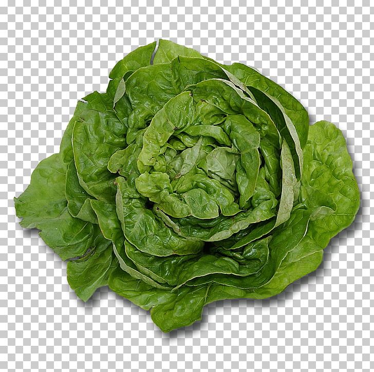Butterhead Lettuce Leaf Vegetable Romaine Lettuce Salad PNG, Clipart, Butterhead Lettuce, Cabbage, Chard, Collard Greens, Cooking Free PNG Download