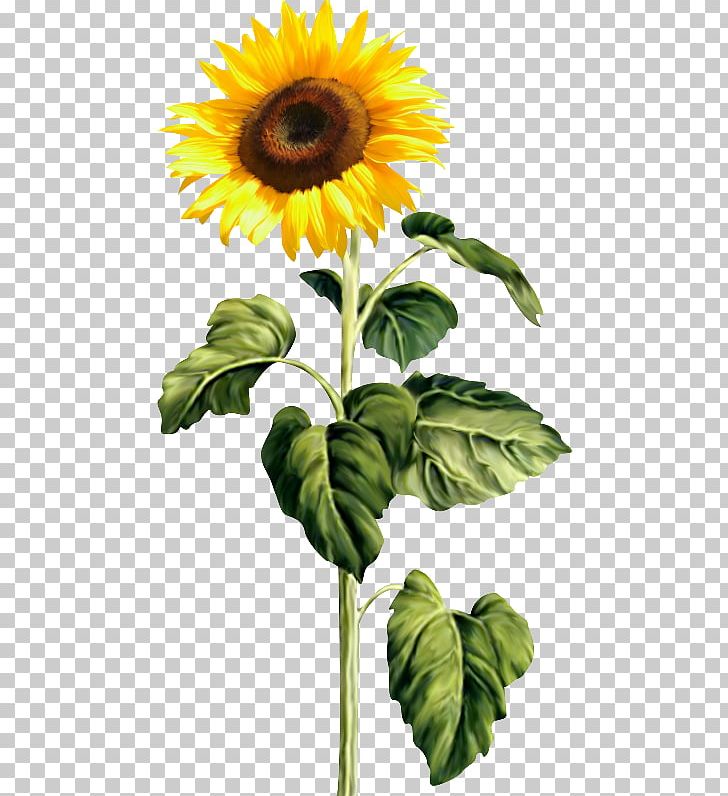 Common Sunflower PNG, Clipart, Clip Art, Common Sunflower, Cut Flowers, Daisy Family, Digital Image Free PNG Download