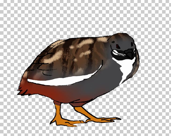 Duck Goose Fauna Beak PNG, Clipart, Animals, Beak, Bird, Duck, Ducks Geese And Swans Free PNG Download