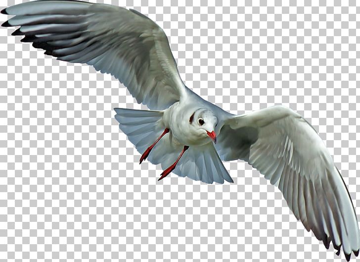 Gulls Seabird Pelican Portable Network Graphics PNG, Clipart, Animals, Beak, Bird, Bird Flight, Charadriiformes Free PNG Download