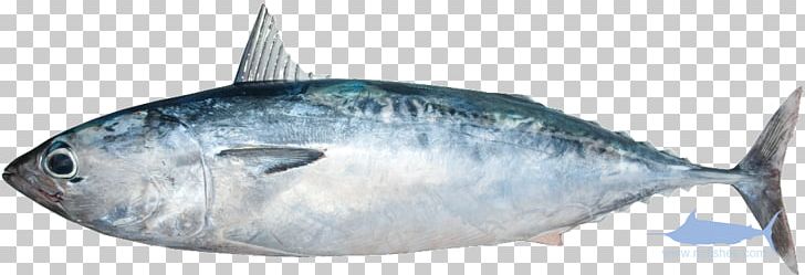 Sardine Mackerel Thunnus Fish Products Atlantic Bonito PNG, Clipart, Animals, Atlantic Bonito, Atlantic Mackerel, Bonito, Bony Fish Free PNG Download