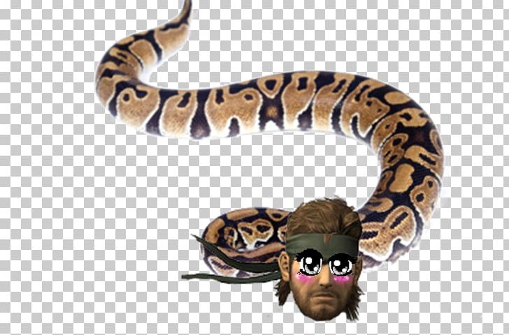 Snake CC Moore & Co. Pet Oviparity Cat PNG, Clipart, Animal, Animals, Boa Constrictor, Boas, Bothriechis Schlegelii Free PNG Download