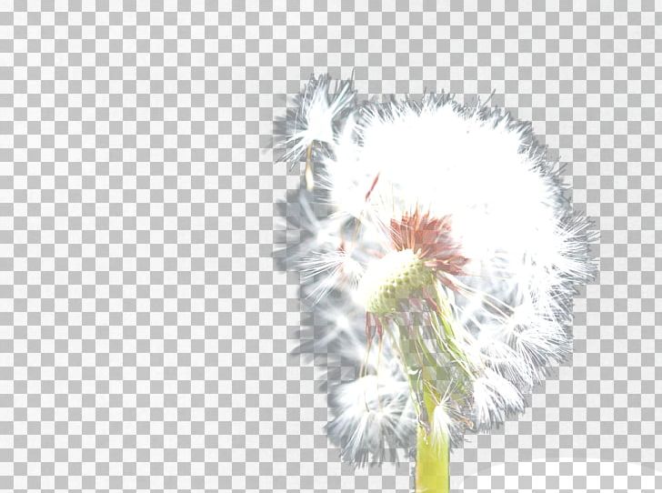 Common Dandelion PNG, Clipart, Background White, Black White, Common Dandelion, Computer Wallpaper, Dandelion Free PNG Download