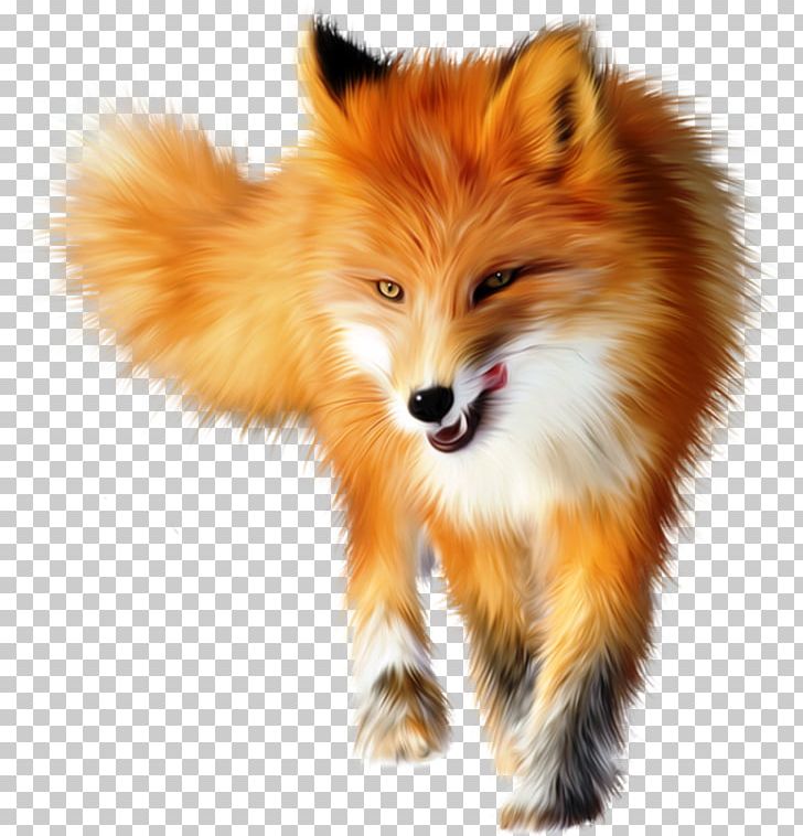 Red Fox Arctic Fox Photography PNG, Clipart, Animal, Animals, Arctic Fox, Canidae, Carnivoran Free PNG Download