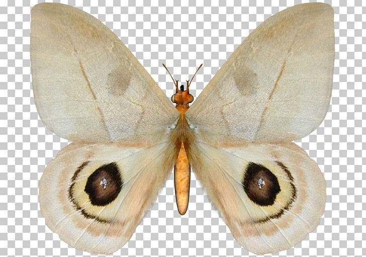 Stock Photography PNG, Clipart, Arthropod, Bombycidae, Butterfly, Camera, Copyright Free PNG Download