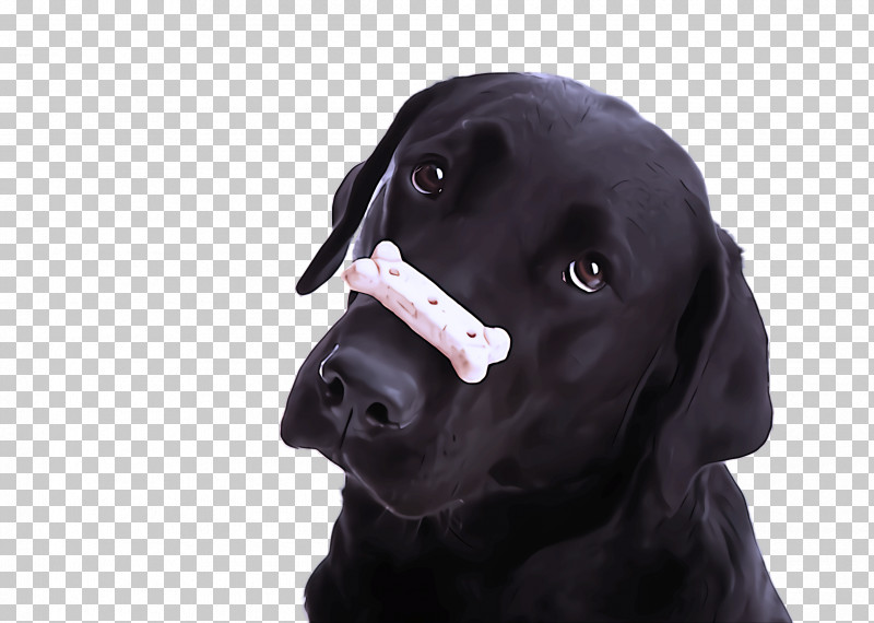 Dog Labrador Retriever Nose Snout Sporting Group PNG, Clipart, Dog, Labrador Retriever, Nose, Puppy, Retriever Free PNG Download