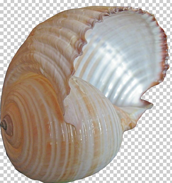 Cockle Conch Seashell Sea Snail PNG, Clipart, Clam, Clams Oysters Mussels And Scallops, Conch Creative, Conch Kind, Conchology Free PNG Download