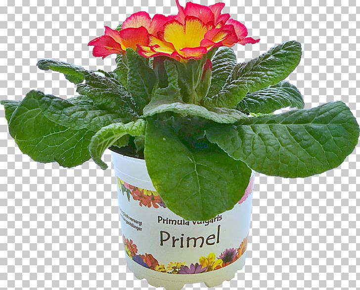 Primrose Flowerpot PNG, Clipart, Argyranthemum Frutescens, Flower, Flowering Plant, Flowerpot, Plant Free PNG Download