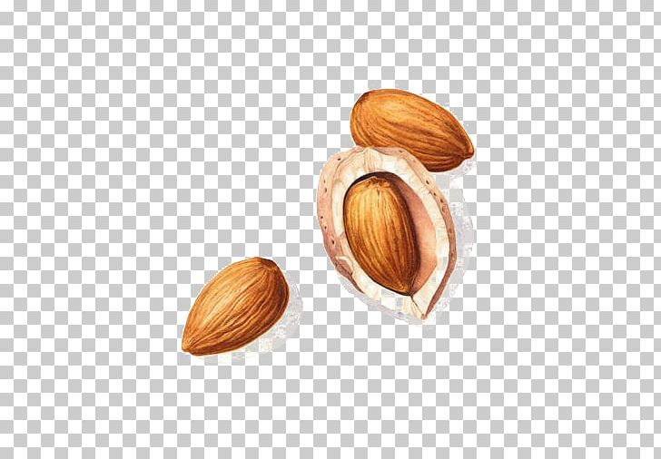 Watercolor Painting Drawing Illustration PNG, Clipart, Almonds, Art, Artist, Commodity, Decorative Elements Free PNG Download