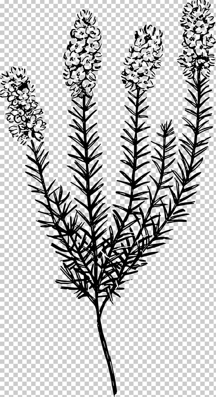 Plant Botany Calluna PNG, Clipart, Biology, Black And White, Botany, Branch, Call Free PNG Download