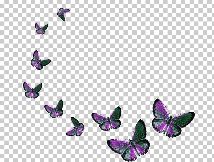 Butterfly PNG, Clipart, Animal, Brush Footed Butterfly, Butterfly, Directupload, Download Free PNG Download