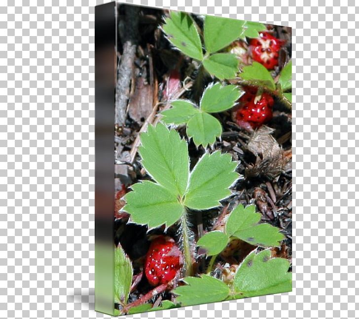 Strawberry Herb Leaf PNG, Clipart, Flora, Herb, Leaf, Plant, Strawberries Free PNG Download
