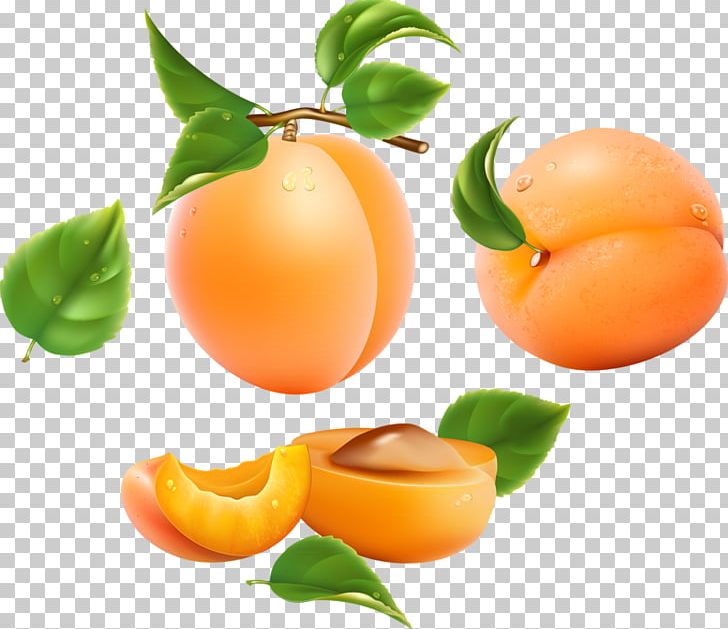 Apricot Frutti Di Bosco Drawing Fruit Peach PNG, Clipart, Apricots, Cherry, Citrus, Clementine, Food Free PNG Download