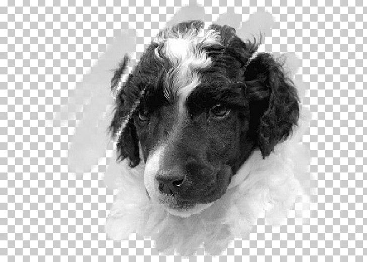 English Springer Spaniel Boykin Spaniel Stabyhoun Puppy Dog Breed PNG, Clipart, Animals, Black And White, Boykin Spaniel, Breed, Carnivoran Free PNG Download