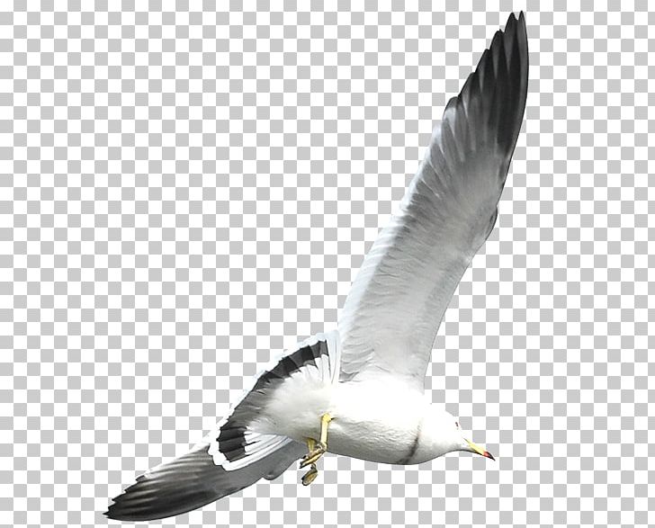 European Herring Gull Flight Bird Common Gull PNG, Clipart, Beak, Bird, Bird Flight, Charadriiformes, Common Gull Free PNG Download