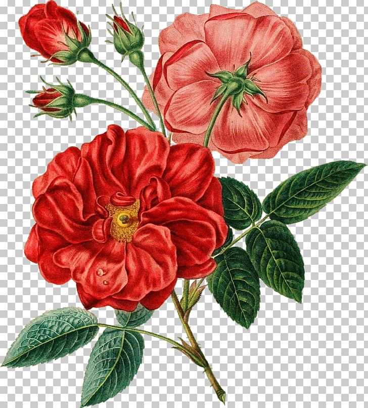 Flower Bouquet Red Poppy PNG, Clipart, Annual Plant, Begonia, Botanical Flowers, Camellia, China Rose Free PNG Download