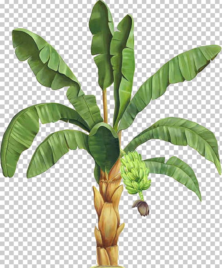 Information Plant PNG, Clipart, Banana, Banana Leaf, Bit, Ensete, Flowerpot Free PNG Download