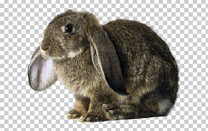 Domestic Rabbit Holland Lop Basset Hound German Lop PNG, Clipart, Animal, Animals, Basset Hound, Domestic Rabbit, European Rabbit Free PNG Download