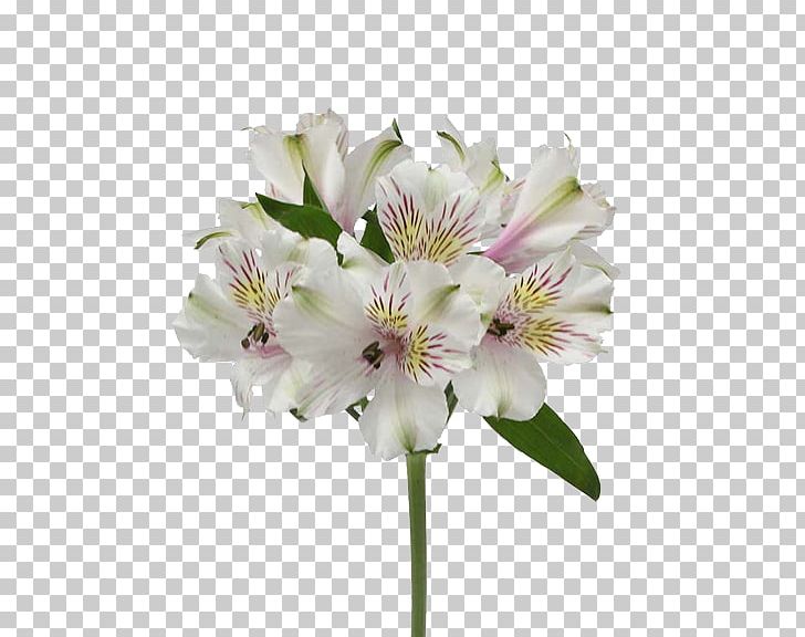 Lily Of The Incas Max Flowers Ivanovo Cut Flowers PNG, Clipart, Alstroemeria, Alstroemeriaceae, Blossom, Centrepiece, Cherry Blossom Free PNG Download