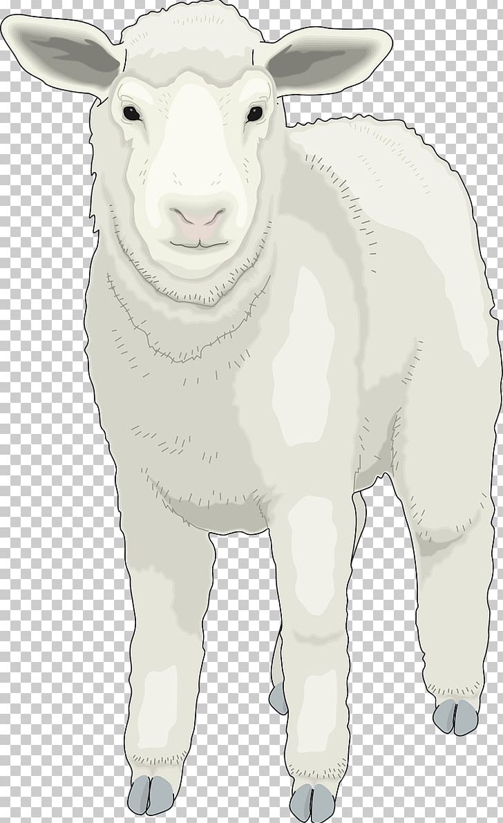 Sheep PNG, Clipart, Animal, Animals, Bighorn Sheep, Cattle Like Mammal, Cow Goat Family Free PNG Download