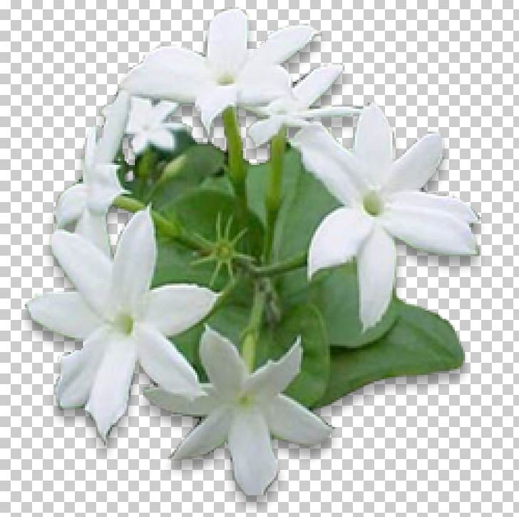 Arabian Jasmine Flower Night-blooming Jasmine Vine Plant PNG, Clipart, Arabian Jasmine, Bud, Confederatejasmine, Cut Flowers, Essential Oil Free PNG Download