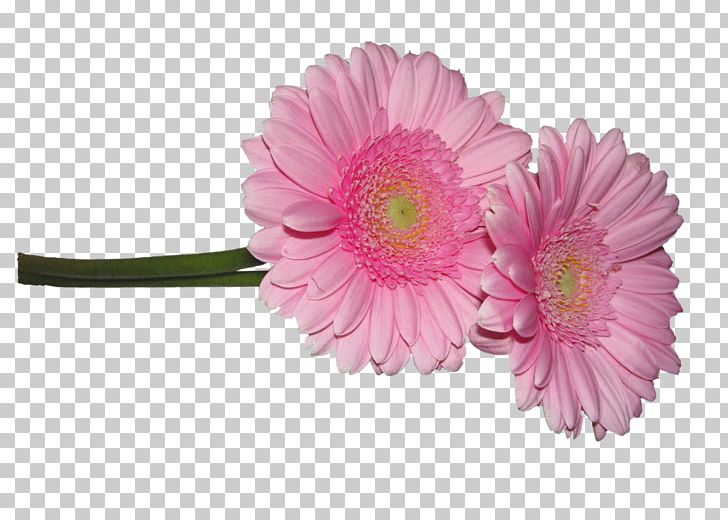 Cut Flowers PNG, Clipart, Artificial Flower, Asterales, Blog, Chrysanthemum, Chrysanths Free PNG Download