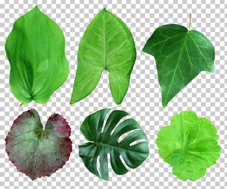 Leaf Plant Liana Common Ivy PNG, Clipart, Annual Plant, Botany, Common Ivy, Download, Evergreen Free PNG Download