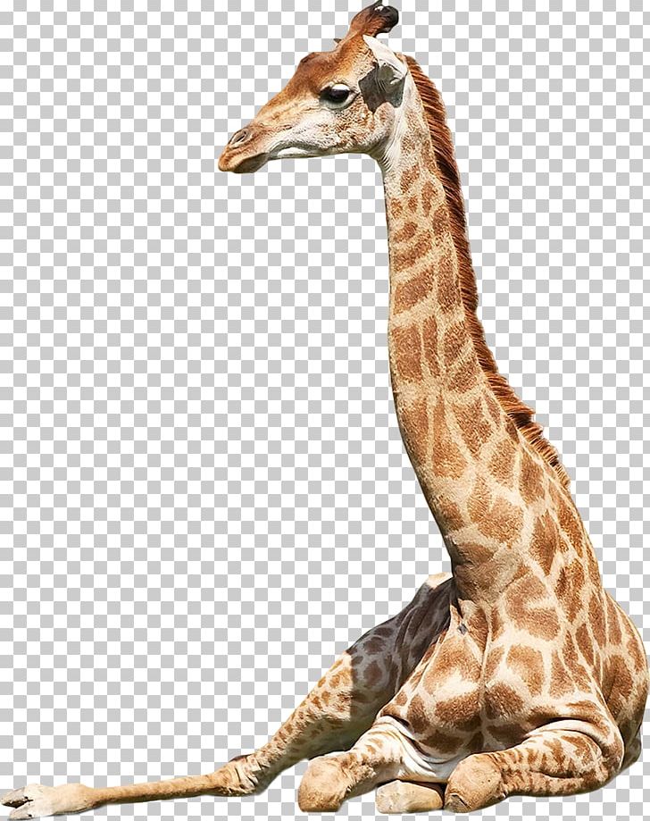 Northern Giraffe Panthera West African Giraffe Stock Photography PNG, Clipart, Animal, Animals, Can Stock Photo, Fauna, Fond Blanc Free PNG Download