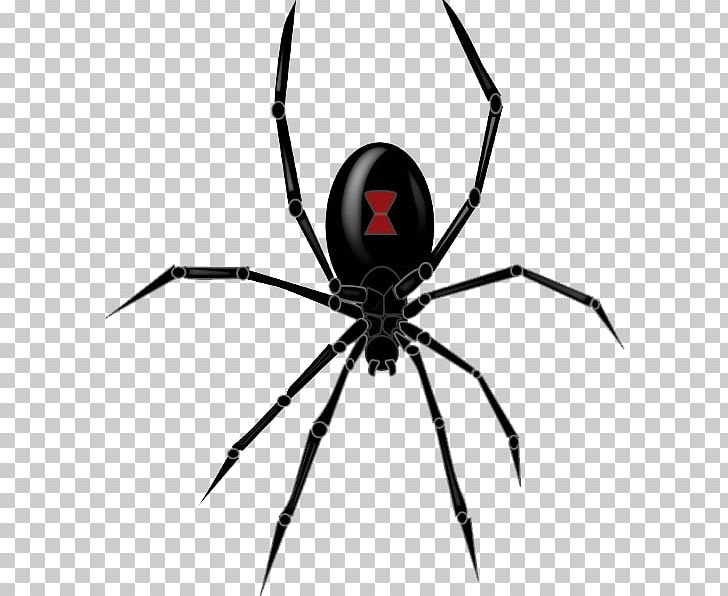 Spider Western Black Widow Southern Black Widow PNG, Clipart, Arachnid, Arthropod, Black And White, Black Widow, Black Widow Spider Free PNG Download