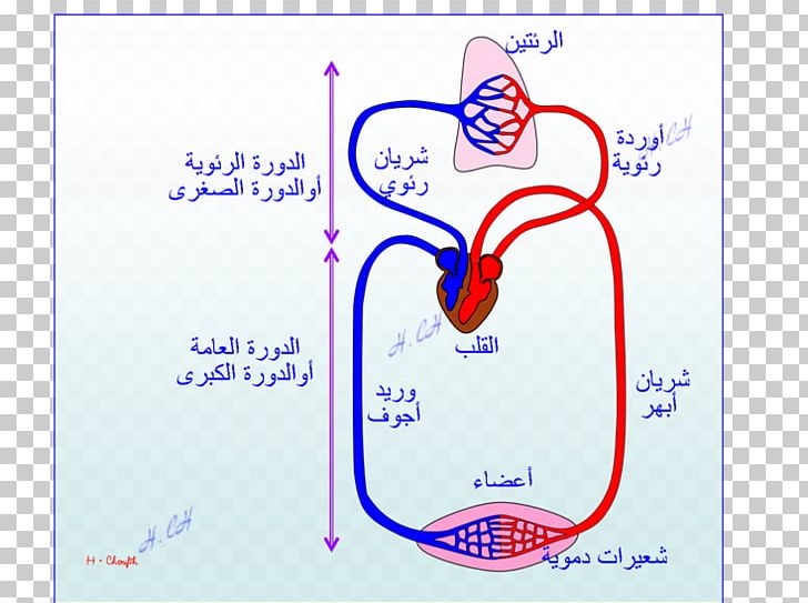 Line Organism Point Angle PNG, Clipart, Angle, Area, Blue, Circulatory System, Diagram Free PNG Download