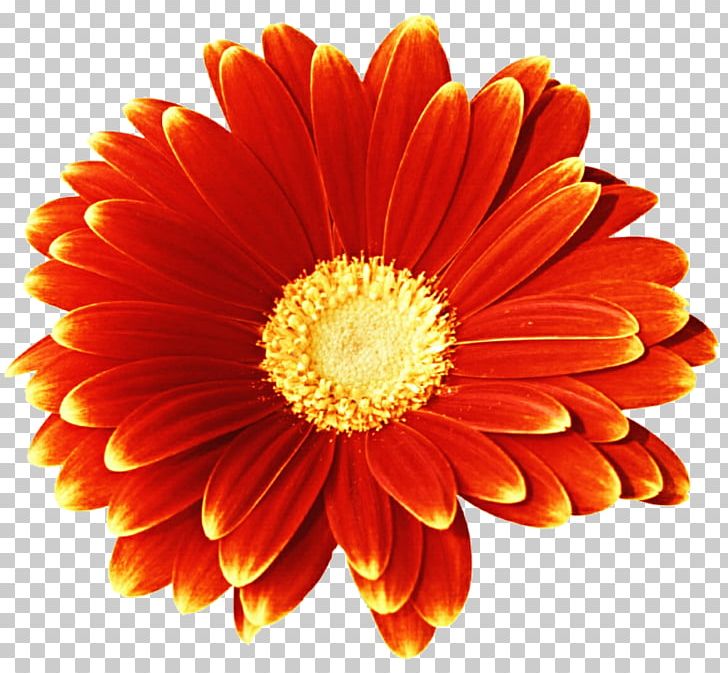 Blog Flower PNG, Clipart, Blog, Chrysanths, Cut Flowers, Daisy, Daisy Family Free PNG Download
