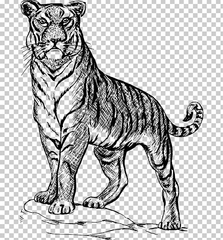 Drawing Line Art PNG, Clipart, Art, Big Cats, Black And White, Carnivoran, Cat Like Mammal Free PNG Download