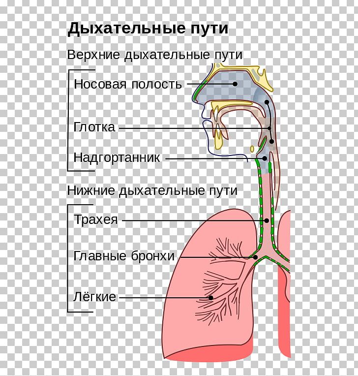 Upper Respiratory Tract Infection Respiratory System PNG, Clipart, Angle, Area, Arm, Hand, Human Body Free PNG Download