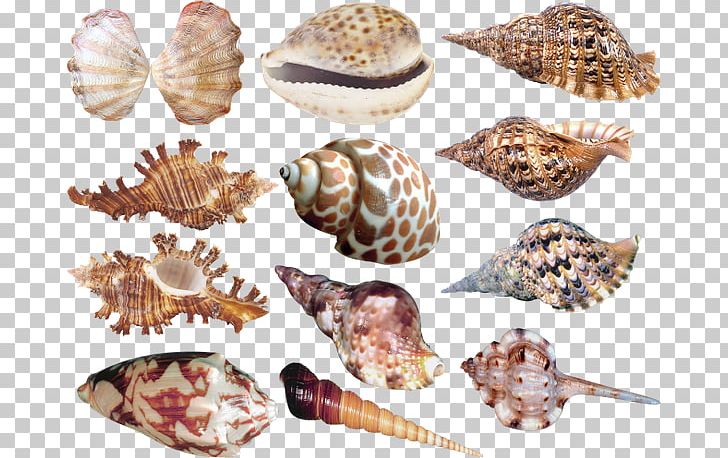 Cockle Seashell Sea Snail PNG, Clipart, Animals, Clams Oysters Mussels And Scallops, Cockle, Drawing, Invertebrate Free PNG Download