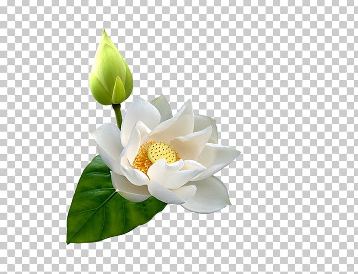 Flower PNG, Clipart, Aquatic Plant, Bud, Buds, Computer Wallpaper, Cut Flowers Free PNG Download