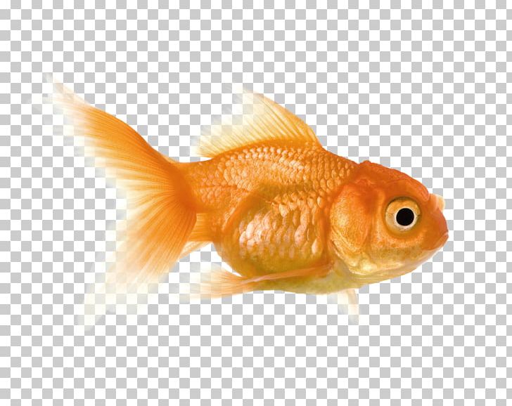 Goldfish Feeder Fish Bony Fishes PNG, Clipart, Bony Fish, Bony Fishes, Color, Fauna, Feeder Fish Free PNG Download