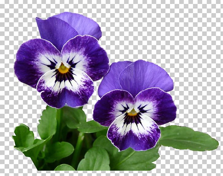 Pansy Photography PNG, Clipart, Botanical Illustration, Botany, Fleur, Flower, Flowering Plant Free PNG Download