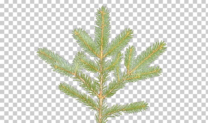 Spruce Pine Larch Fir Evergreen PNG, Clipart, Branch, Conifer, Evergreen, Fir, Larch Free PNG Download