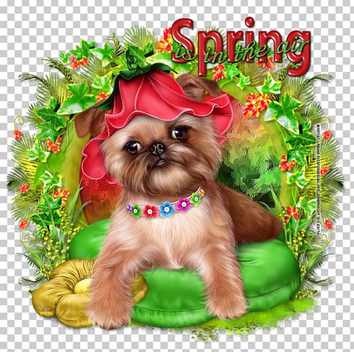 Yorkshire Terrier Cairn Terrier Morkie Shih Tzu Puppy PNG, Clipart, Animal, Animals, Breed, Cairn Terrier, Carnivoran Free PNG Download