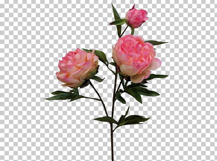 Garden Roses Cabbage Rose Floribunda Cut Flowers PNG, Clipart, Artificial Flower, Bud, Cut Flowers, Floribunda, Flower Free PNG Download
