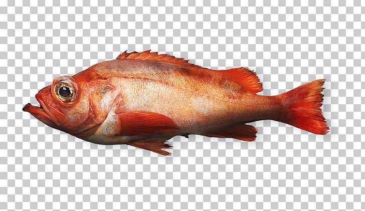 Northern Red Snapper Fish Products Rose Fish Seafood PNG, Clipart, Animals, Animal Source Foods, Crayfish, Fillet, Fish Free PNG Download