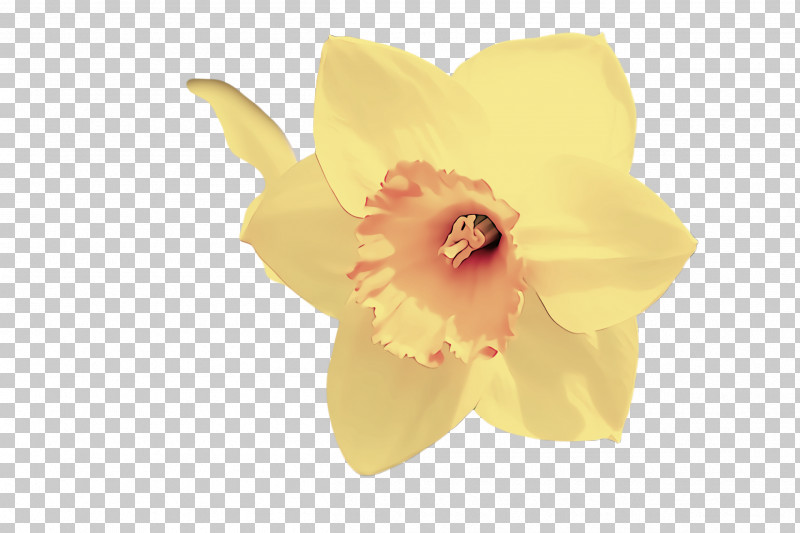 Petal Yellow Flower Plant Narcissus PNG, Clipart, Amaryllis Family, Cattleya, Flower, Narcissus, Petal Free PNG Download