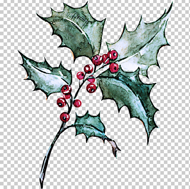 Holly PNG, Clipart, American Holly, Holly, Leaf, Plane, Plant Free PNG Download