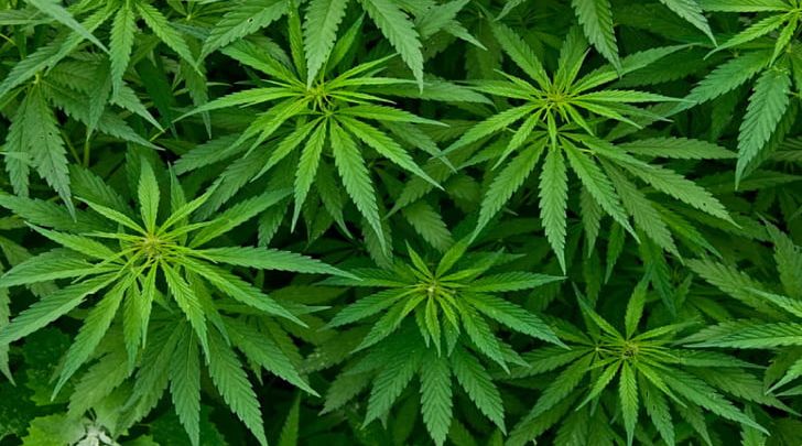 Bhang Cannabis Tree Marijuana Plant PNG, Clipart, Ayurveda, Bhang, Cannabis, Cannabis In India, Cannabis Sativa Free PNG Download
