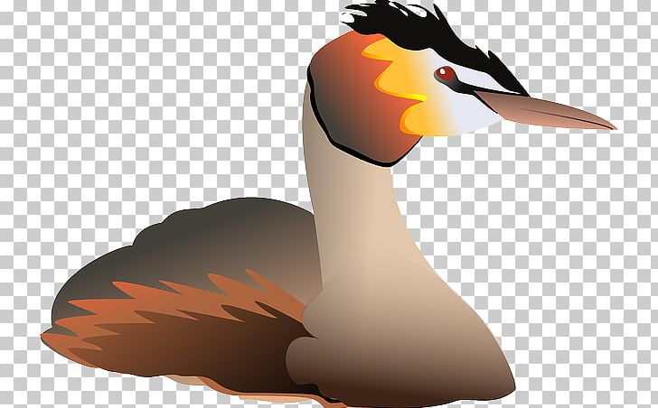 Duck Water Bird Great Crested Grebe PNG, Clipart, Animals, Beak, Bird, Computer Icons, Crest Free PNG Download