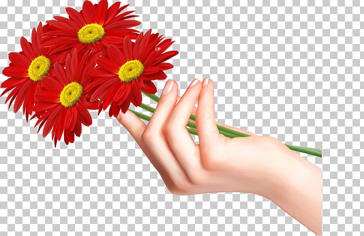 Flower Transvaal Daisy Rose Stock Photography PNG, Clipart, Chrysanthemum, Cut Flowers, Daisy Family, Finger, Flower Free PNG Download