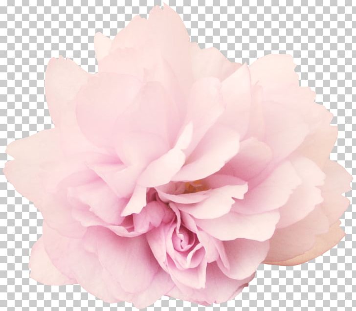 Peony Flower PNG, Clipart, Adobe Illustrator, Artificial Flower, Bouquet Of Flowers, Encapsulated Postscript, Flowering Plant Free PNG Download