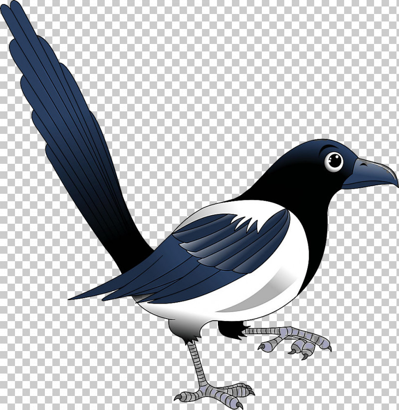 Bird Black Billed Magpie Beak Eurasian Magpie Magpie PNG, Clipart, Beak, Bird, Black Billed Magpie, Crowlike Bird, Eurasian Magpie Free PNG Download