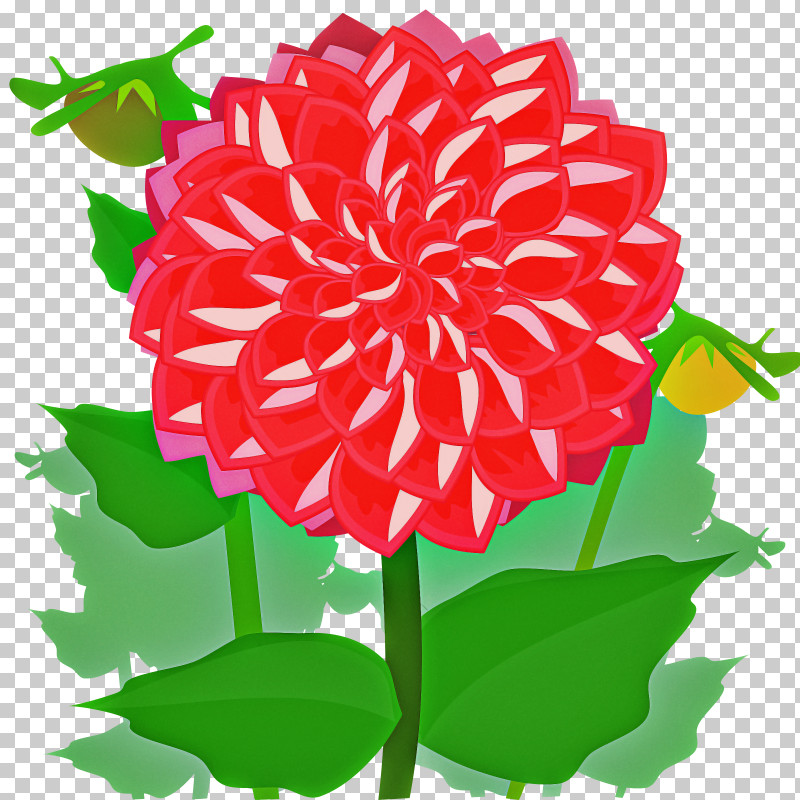 Flower Plant Dahlia Petal Carnation PNG, Clipart, Carnation, Cut Flowers, Dahlia, Flower, Petal Free PNG Download