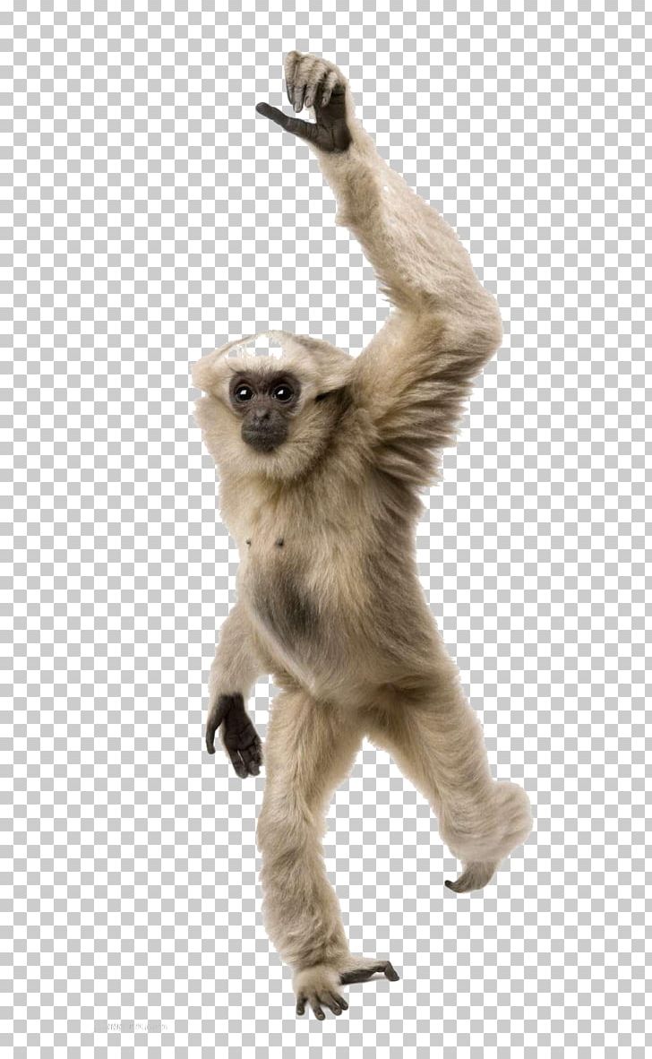Pileated Gibbon Gorilla Primate Orangutan Chimpanzee PNG, Clipart, Animal, Animals, Ape, Download, Fauna Free PNG Download